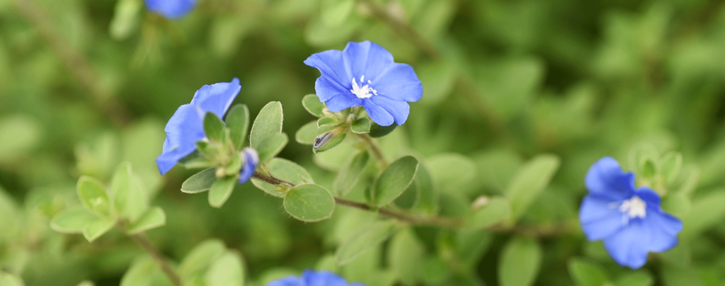 The Top 12 Groundcover Plants For Florida, Blue Flower Ground Cover Plants