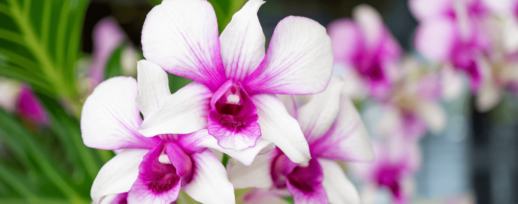 living color garden center grow healthy orchids outdoors pink orchid palm trees